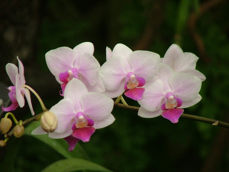 Flowers in the Conservatory building, Chicago