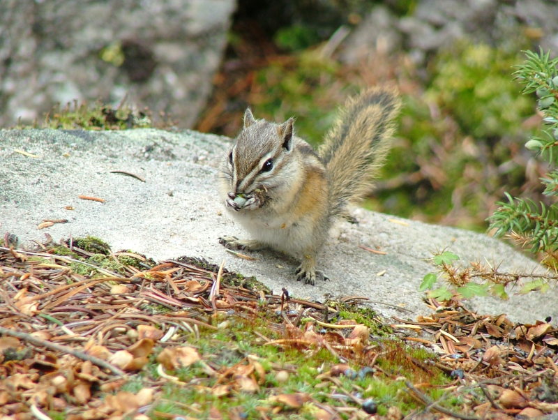 Wildlife in Jasper National Park, Alberta, Canada