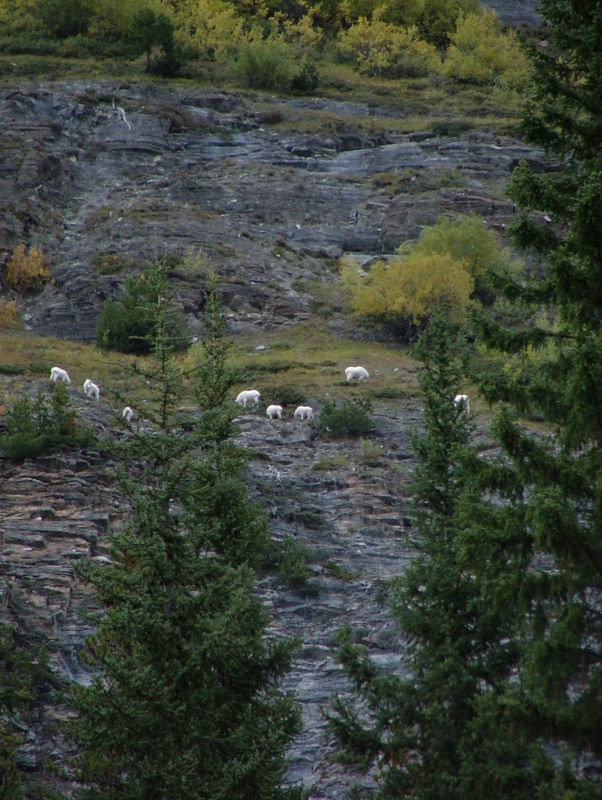 Mountain Goats, Icefields Parkway, Jasper to Banff, Alberta, Canada