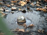 Some asphalt bubbling somewhere in the park.