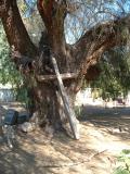 Cross at San Antonia de Pala - on highway 76, on the Pala Indian Reservation.