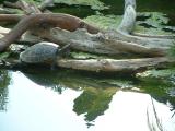Turtle - San Diego Zoo