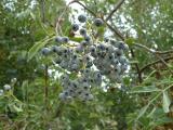 Some berries amongst the grounds - the gardens contained many tradional plants used by the Chumash.
