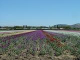 Some of the Lompoc flower fields