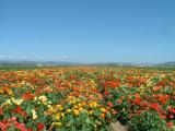 A Lompoc flower field