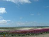 A Lompoc flower field