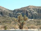 A Joshua tree at Red Rock Canyon