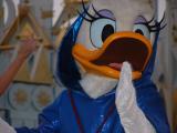 Daisy in the parade of the stars.