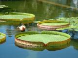 One of the lillies in the lilly-pond outside the Botanical Building