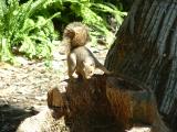 A squirrel in one of the gardens in Baloba Park