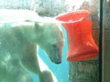 A polar bear playing at the San Diego Zoo