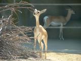 A deer at the San Diego Zoo