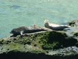 Sea Lions, on the Coast, La Jolla