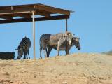 Some Zebras enjoying the shade at the San Diego Wild Aminal Park