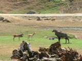 San Diego Wild Animal Park
