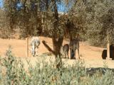 San Diego Wild Animal Park