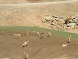 San Diego Wild Animal Park