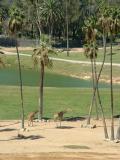 San Diego Wild Animal Park