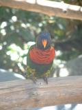 San Diego Wild Animal Park
