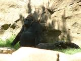 San Diego Wild Animal Park