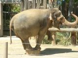 San Diego Wild Animal Park