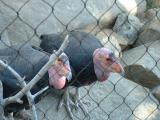 San Diego Wild Animal Park