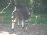 San Diego Wild Animal Park