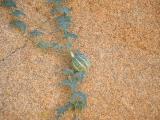 Native melon growing in Joshua Tree National Park Native melon growing in Joshua Tree National Park