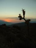 A Joshua Tree and the sunset. A Joshua Tree and the sunset.