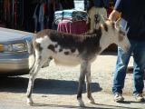 A Burra running wild in Oatman, Arizona.