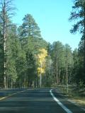 On the way to the North Rim, Grand Canyon.