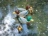 Some ducks and ducklings, Legoland with The Mulders