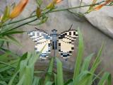 A Butterfly, Legoland with The Mulders
