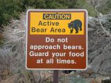 There's a bear in there ... Sequoia There's a bear in there ... Sequoia