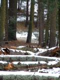 Snow on the ground, Sequoia and Kings Canyon