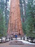Rob in front of the General Sherman Tree, Sequoia and Kings Canyon
