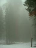 Jo in front of the McKinley tree, Sequoia and Kings Canyon