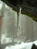 Icycle on the Congress Trail, Sequoia and Kings Canyon