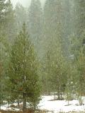 It's snowing!  Sequoia and Kings Canyon