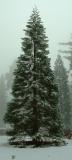 A natural Christmas tree, Sequoia and Kings Canyon