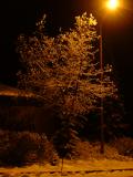 Snow covered tree at night, Sequoia and Kings Canyon