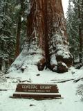 General Grant tree - The Nation's Christmas Tree, Sequoia and Kings Canyon