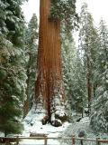 General Grant tree - from a distance, Sequoia and Kings Canyon