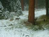 Deer, feasting on uncovered grass after snow fall, Sequoia and Kings Canyon