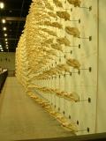 A wall of skulls, California Academy of Sciences & the Steinhart Aquarium, San Francisco