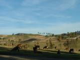 Animals resting in Kilima Point, San Diego WIld Animal Park
