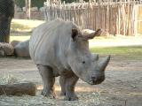 Rhinocerous, San Diego WIld Animal Park