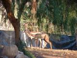 Gerenuk, San Diego WIld Animal Park