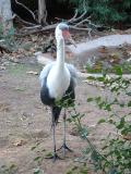 San Diego WIld Animal Park
