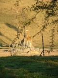 Giraffes feeding in the afternoon sun, San Diego WIld Animal Park